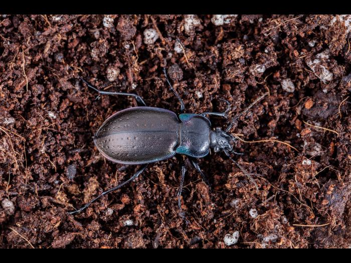 Carabe des bois (Carabus nemoralis)_1