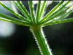 Berce Caucase(Heracleum mantegazzianum)_6