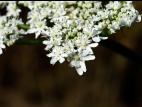 Berce Caucase(Heracleum mantegazzianum)_7
