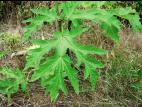 Berce Caucase(Heracleum mantegazzianum)_8