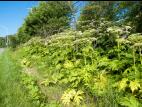 Berce Caucase(Heracleum mantegazzianum)_14
