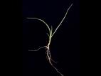 Ivraie vivace (Lolium perenne)_2