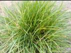 Ivraie vivace (Lolium perenne)_3