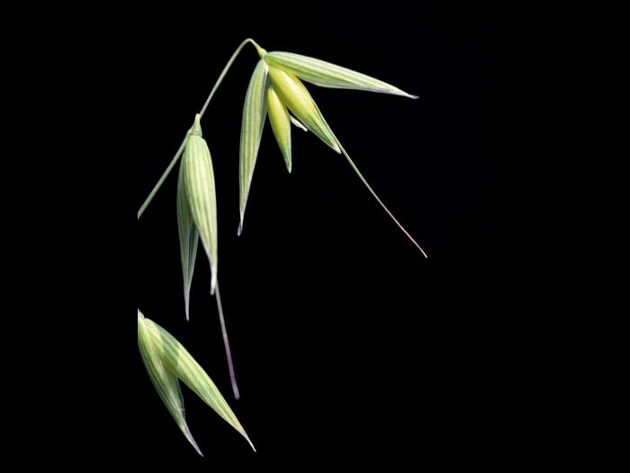 Avoine cultivée(Avena sativa)_2