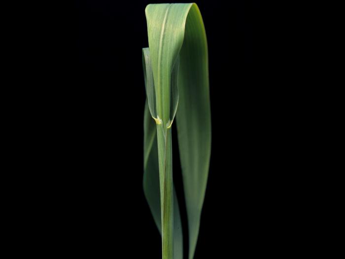 Avoine cultivée(Avena sativa)_3