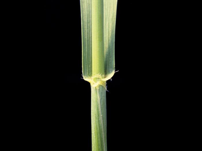 Blé commun(Triticum aestivum)_1