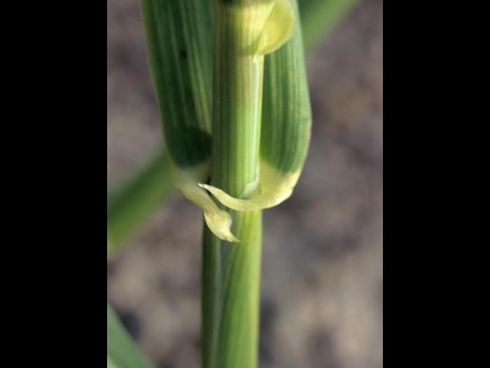 Orge commun (Hordeum vulgare)_1