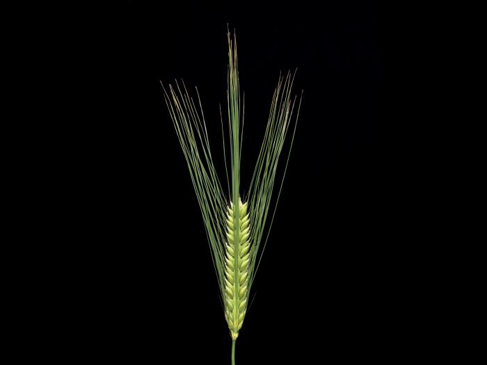 Orge commun (Hordeum vulgare)_2