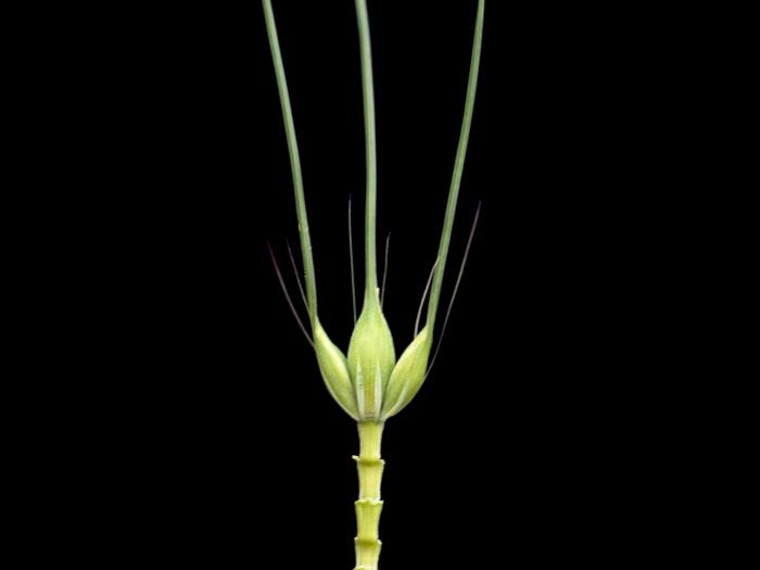 Orge commun (Hordeum vulgare)_3