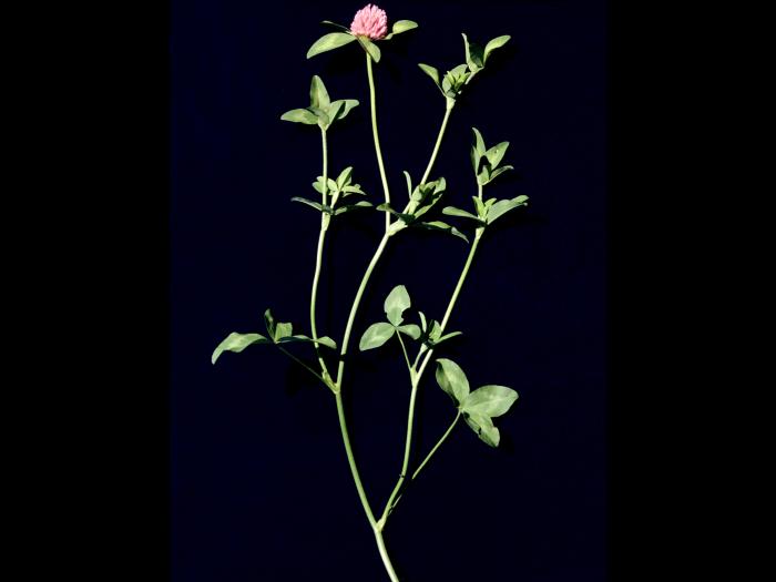 Trèfle rouge(Trifolium pratense)_1