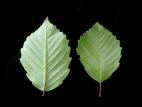 Aulne rugueux(Alnus incana)_3