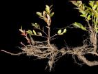 Bleuet feuilles étroites(Vaccinium angustifolium)_4