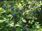 Bleuet fausse-myrtille(Vaccinium myrtilloides)_2