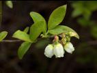 Bleuet fausse-myrtille(Vaccinium myrtilloides)_5
