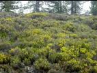 Hudsonie tomenteuse (Hudsonia tomentosa)_1