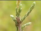 Hudsonie tomenteuse (Hudsonia tomentosa)_5
