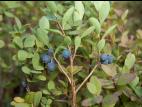 Airelle des marécages(Vaccinium uliginosum)_2