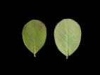 Airelle des marécages(Vaccinium uliginosum)_3