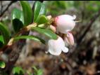 Airelle rouge(Vaccinium vitis-idaea)_1