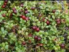 Airelle rouge(Vaccinium vitis-idaea)_2