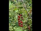 Cerisier Virginie(Prunus virginiana)_2