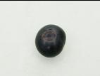 Gaylussaquier fruits bacciformes (Gaylussacia baccata)_2