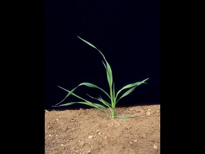 Avoine cultivée(Avena sativa)_6