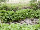 Berce Caucase(Heracleum mantegazzianum)_20