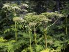 Berce Caucase(Heracleum mantegazzianum)_23