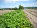 Berce Caucase(Heracleum mantegazzianum)_25