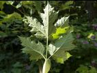 Berce laineuse(Heracleum maximum)_4