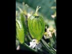 Berce laineuse(Heracleum maximum)_11