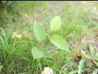 Renouée Japon (Reynoutria japonica)_6