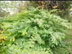 Renouée Japon (Reynoutria japonica)_8