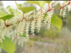 Renouée Japon (Reynoutria japonica)_10