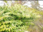 Renouée Japon (Reynoutria japonica)_14