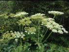 Berce commune(Heracleum sphondylium)_2