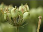 Berce commune(Heracleum sphondylium)_4