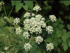 Berce commune(Heracleum sphondylium)_8