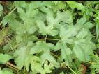 Berce commune(Heracleum sphondylium)_9