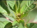 Impatiente glanduleuse (Impatiens glandulifera)_2