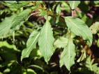 Impatiente glanduleuse (Impatiens glandulifera)_4
