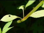 Impatiente glanduleuse (Impatiens glandulifera)_9