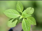 Impatiente glanduleuse (Impatiens glandulifera)_11