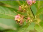 Impatiente glanduleuse (Impatiens glandulifera)_13