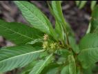 Impatiente glanduleuse (Impatiens glandulifera)_16