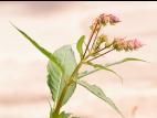 Impatiente glanduleuse (Impatiens glandulifera)_21