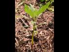 Impatiente glanduleuse (Impatiens glandulifera)_22