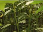 Impatiente glanduleuse (Impatiens glandulifera)_24