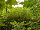 Impatiente glanduleuse (Impatiens glandulifera)_25